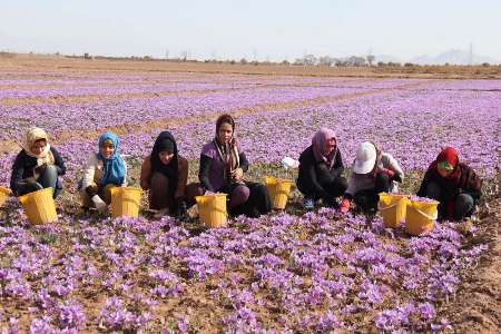 مطالبات زعفرانکاران سبزواری پرداخت شد