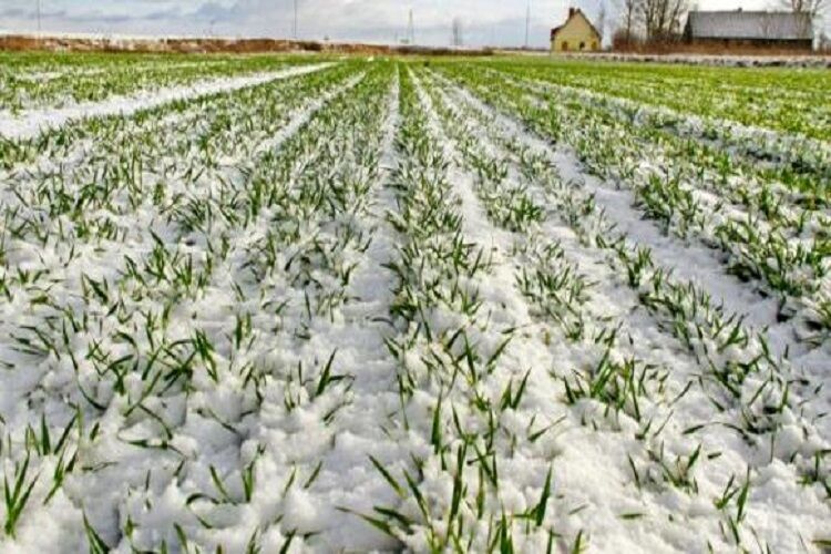 سرما به بخش کشاورزی جوین خراسان رضوی خسارت زد