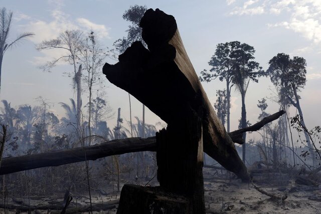 دو سوم از جنگل های استواییِ جهان تخریب شد