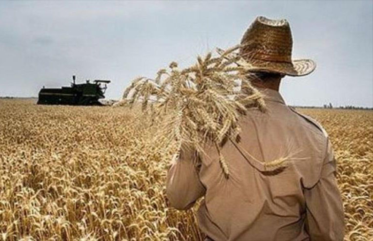 خرید ۲۴۳ تن گندم مازاد بر نیاز کشاورزان خراسان رضوی