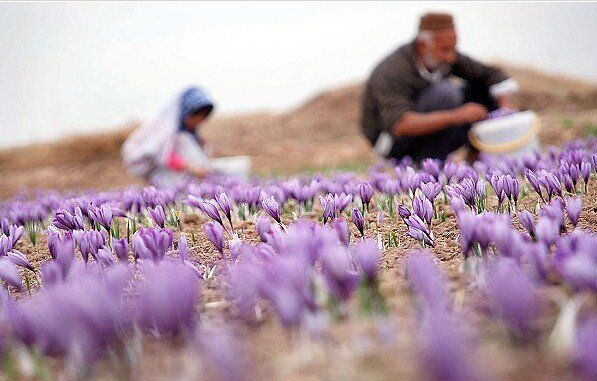 برداشت زعفران در خوشاب خراسان رضوی افزایش یافت 