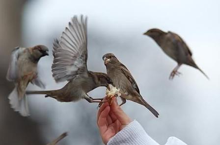 به پرندگان غذا بدهید اما با احتیاط