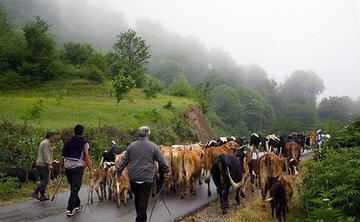 ۱۵ هزار تن خوراک دام در اختیار دامداران سبزوار قرار گرفت