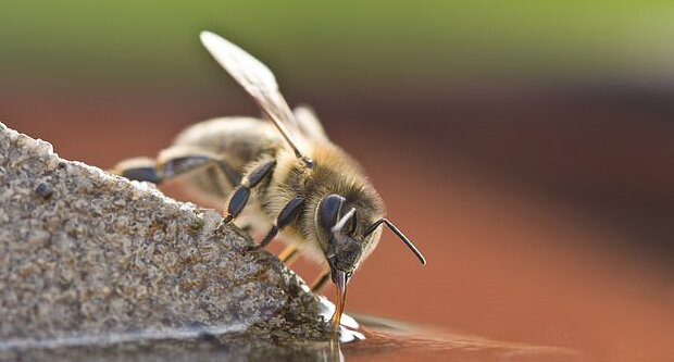 ۱۵ میلیون زنبور، قربانیِ قوانین برگزیت
