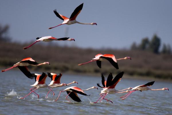 13 واقعیت شگفت‌انگیز درباره مهاجرت پرندگان