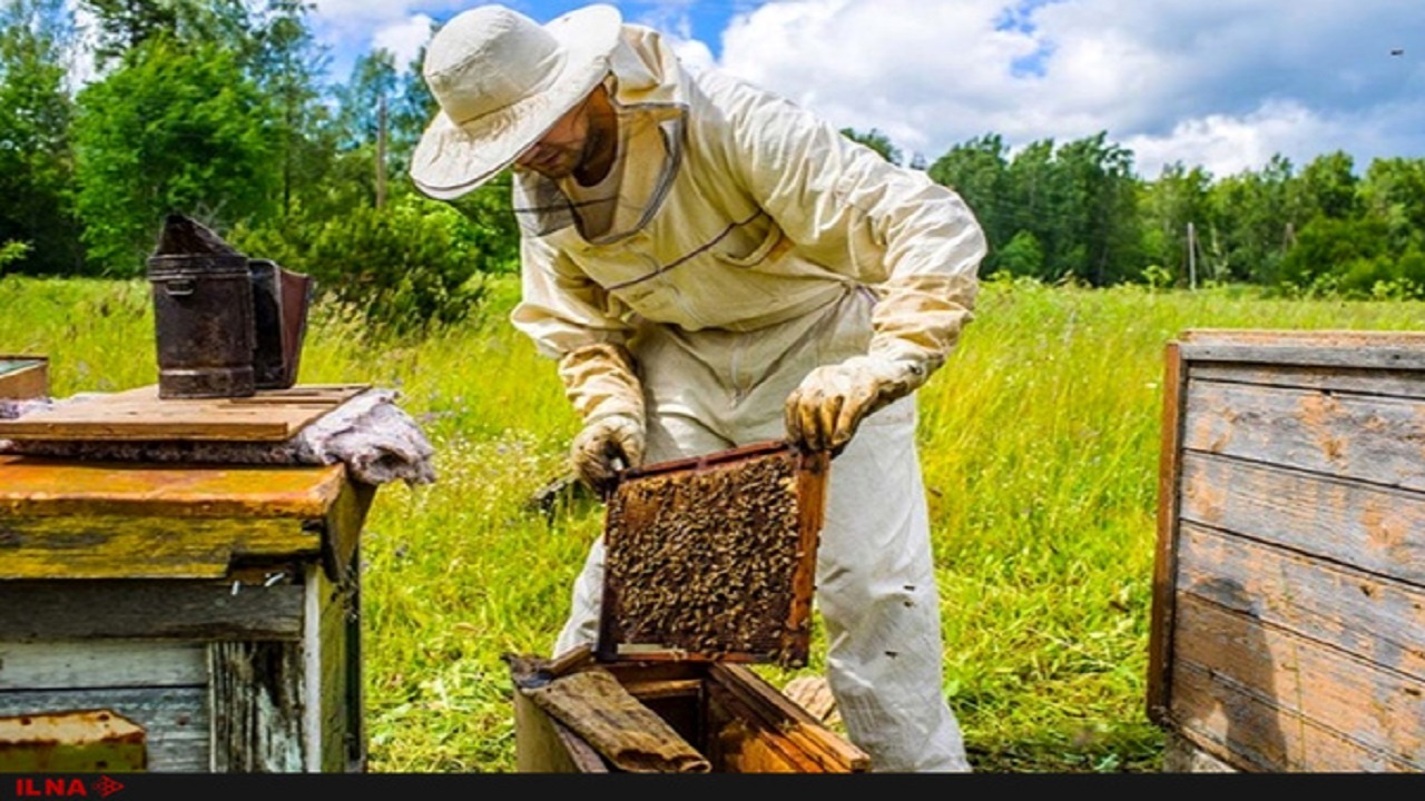 تولید 50 تن عسل طبیعی در سبزوار