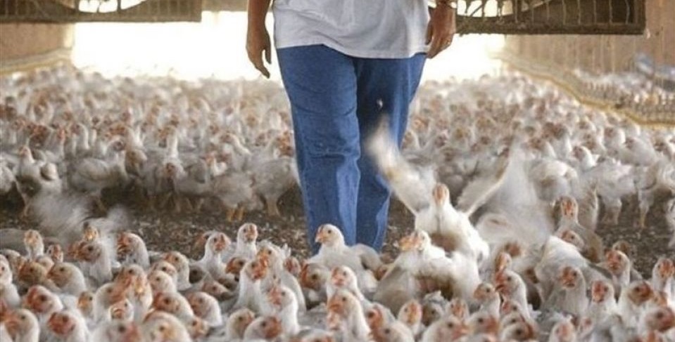 قیمت مرغ باعبور از سقف ۲۰ هزار تومان 22 هزارتومان فروش رفت!