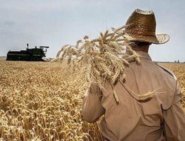 قیمت خرید تضمینی گندم برای سال زراعی آینده تعیین شد