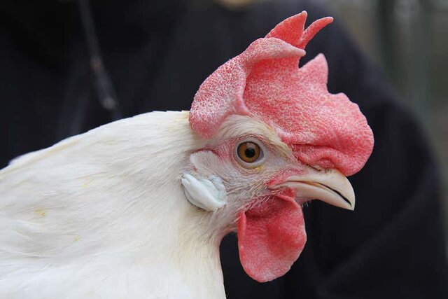 محموله مرغ قاچاق در قزوین کشف شد