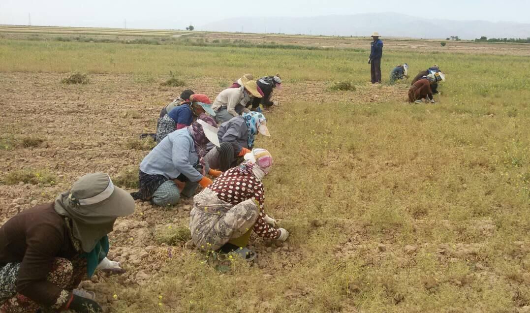 زیره سبزوار به برند جهانی تبدیل شده است