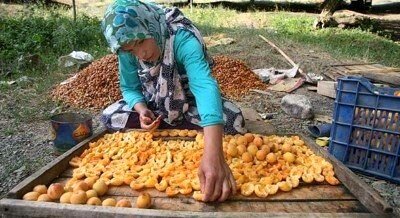 اقتصاد روستاها با کمک تعاونی‌ها زنده می شود