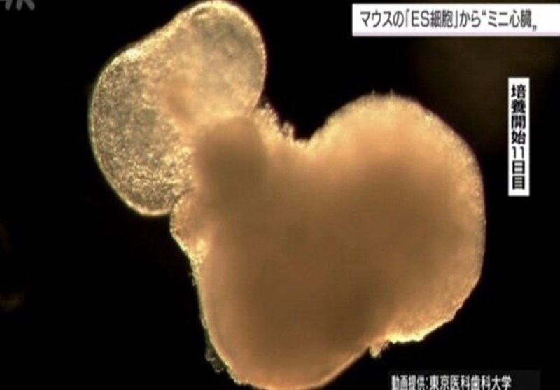 ساخت مینی قلب توسط محققان ژاپنی