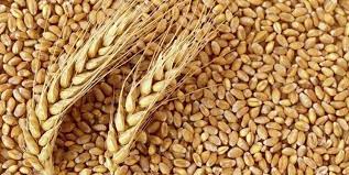 افزایش تولید گندم در جوین خراسان رضوی