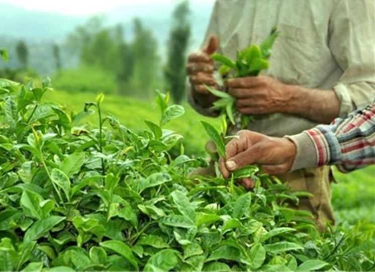 امسال ۱۱۷ هزار تن برگ سبز چای از ۲۵ هزار هکتار باغات، برداشت شد