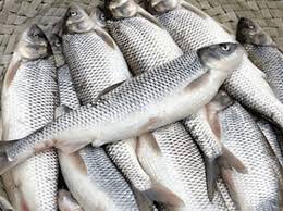 ۲۷۰۰ تن ماهی در سبزوار تولید شد