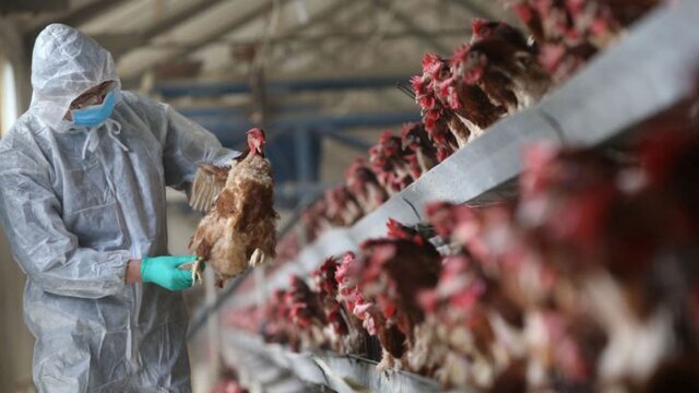 کنترل آنفلوانزای پرندگان در خراسان جنوبی