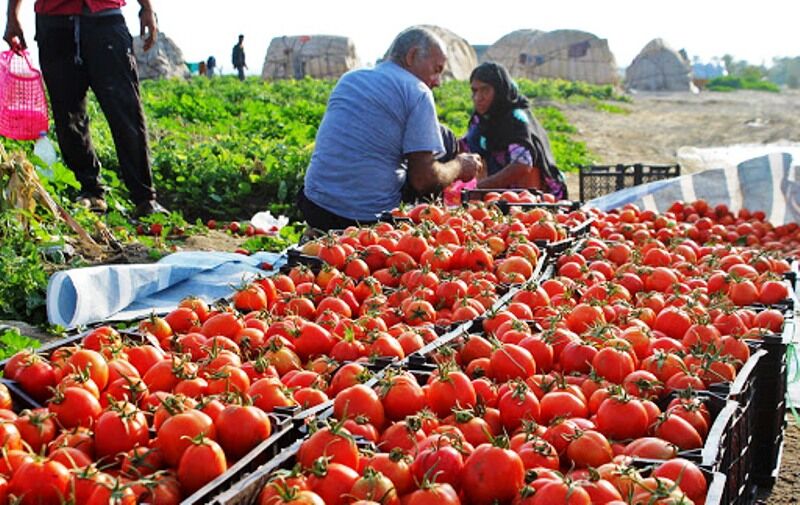 تولید ۹ هزار تن گوجه‌فرنگی در جوین خراسان رضوی