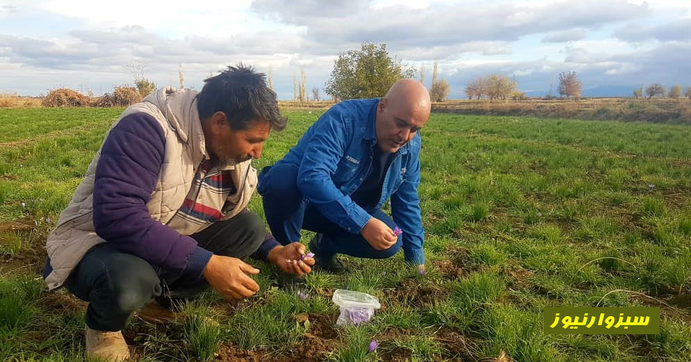 برداشت محصول زعفران از مزارع جغتای ادامه دارد
