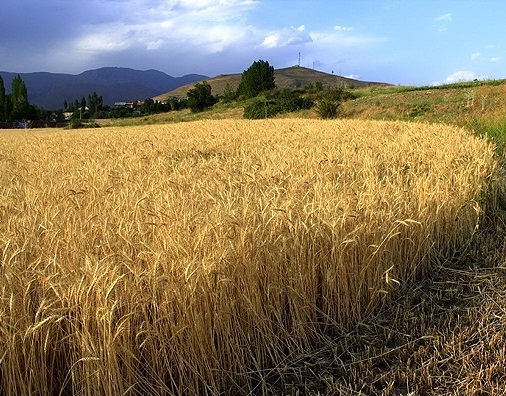 خرید بیش از 2/8 میلیون تن گندم در کشور