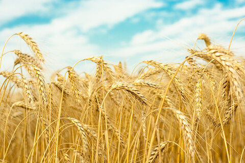 کاهش 44 دلاری قیمت جهانی گندم در یک روز