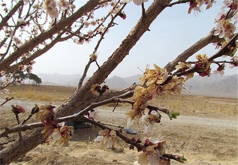 خسارت 95 درصدی خشکسالی به باغات شهرستان جغتای