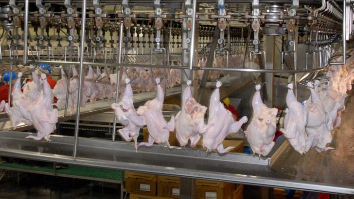 صادرات مرغ براساس نظر ستاد تنظیم بازار ممنوع اعلام شد