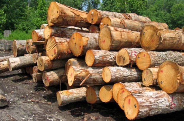 قاچاق چوب کاهش یافته است