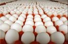 2 عامل مؤثر در افزایش قیمت تخم‌مرغ‌