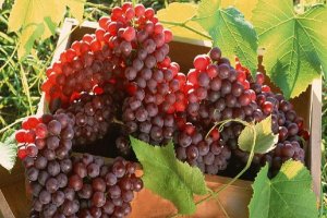 تولید هزار و ۸۰۰ تن انگور یاقوتی در شهرستان خوشاب