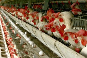 افزایش 70 درصدی تولید گوشت مرغ در خوشاب