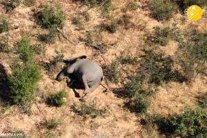 مرگ اسرارآمیز ۲۷۵ فیل در شمال جمهوری بوتسوانا
