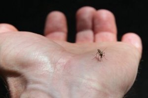 افزایش موارد ابتلا به تب دنگی