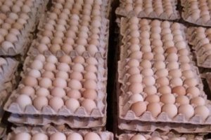 قیمت هر شانه تخم‌مرغ ۳۱ هزار تومان تعیین شد