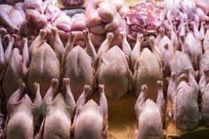 مرغ ۲۰۴۰۰ تومانی از امروز در اکثر مغازه ها عرضه می ‌شود
