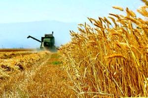تولید گندم در خوشاب افزایش یافت