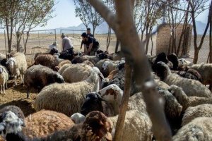 دام زنده به جای گوشت منجمد زخیره می شود