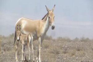 اولین گورخر ایرانی قرن پانزدهمی در پارک ملی کویر متولد شد