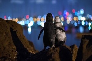 جایزه عکس سال: پنگوئن‌هایی که یکدیگر را تسلی می‌دهند