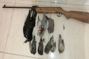 ۳ شکارچی پرنده در سبزوار دستگیر شدند