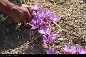 مرغوب‌ترین طلای سرخ جهان گرفتار خام فروشی و مافیای دلالان