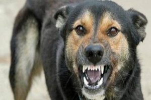 حمله سگ‌های ولگرد به یک دانش آموز