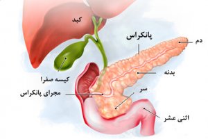 لوزالمعده، خطرناک‌ترین نوع سرطان معرفی شد