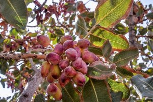 برداشت پسته از باغات توسط کارگران انجام می شود و مکانیزه نیست