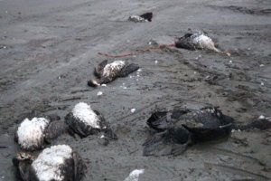 مرگ مشکوک مرغان دریایی در ساحل بابلسر
