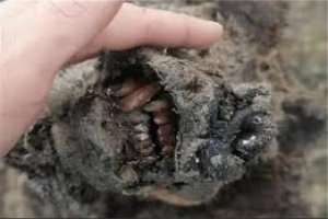 بقایای یک کرگردن عصر یخبندان در روسیه کشف شد