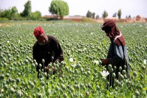 تا پایان ۲۰۲۰ محصول مواد مخدر در افغانستان به ۷ هزار تن می‌رسد