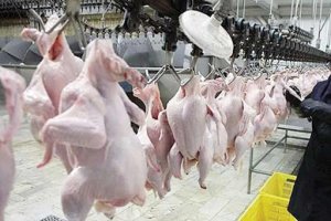 ارسال ۱۳ هزار تن گوشت مرغ به سایر شهرستانهای کشور
