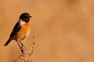 مشاهده پرنده جدید در خراسان جنوبی