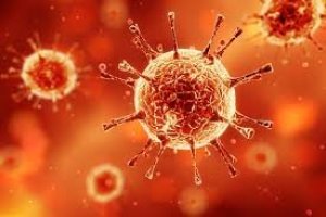 تاثیر میکروب های روده بر ابتلا به کروناویروس