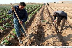  بخش کشاورزی و ۳۰ درصد صادرات غیرنفتی خراسان رضوی